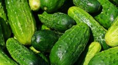 Цены на огурцы резко пошли вниз