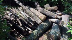 На Харьковщине задержаны незаконные лесорубы