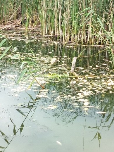 В одном из водохранилищ Харьковской области нашли более шести тысяч мертвых рыб (фото)