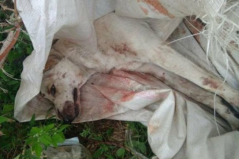 Полиция Харькова ищет мужчину, до полусмерти избившего собаку