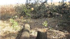 В поселке Высокий — конфликт из-за вырубки деревьев в лесничестве (ВИДЕО)