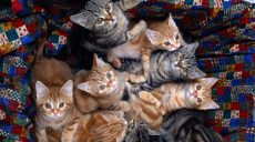 Харьковские живодеры разгромили приют и порубили кошек и котят