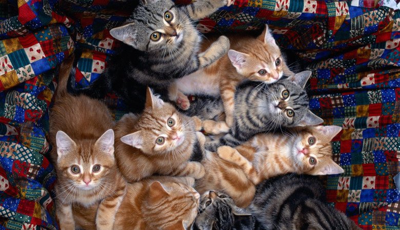 Харьковские живодеры разгромили приют и порубили кошек и котят