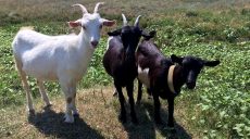 В Харьковской области мужчина воровал коз у односельчан