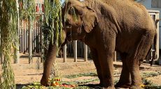 В зоопарке празднуют юбилей слонихи, в экопарке — появление новых животных (видео)