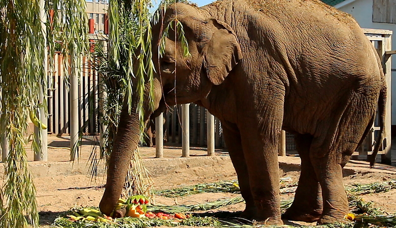В зоопарке празднуют юбилей слонихи, в экопарке — появление новых животных (видео)