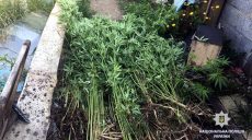 В Холодногорском районе полиция уничтожила богатую плантацию конопли
