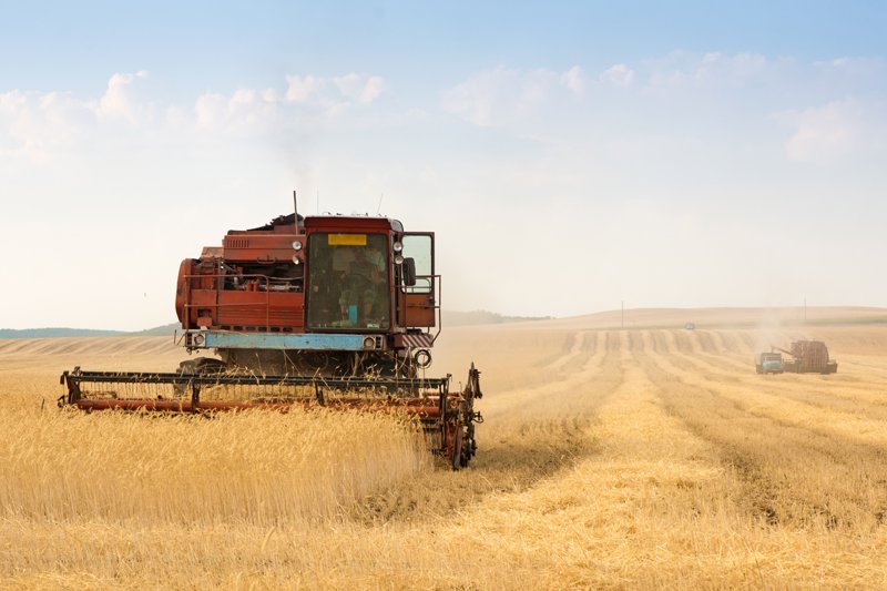 Урожай озимой пшеницы будет меньше прошлогоднего — аграрии (видео)