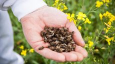 Причастность агрофирм к мору пчел в Золоческом районе не доказана (видео)