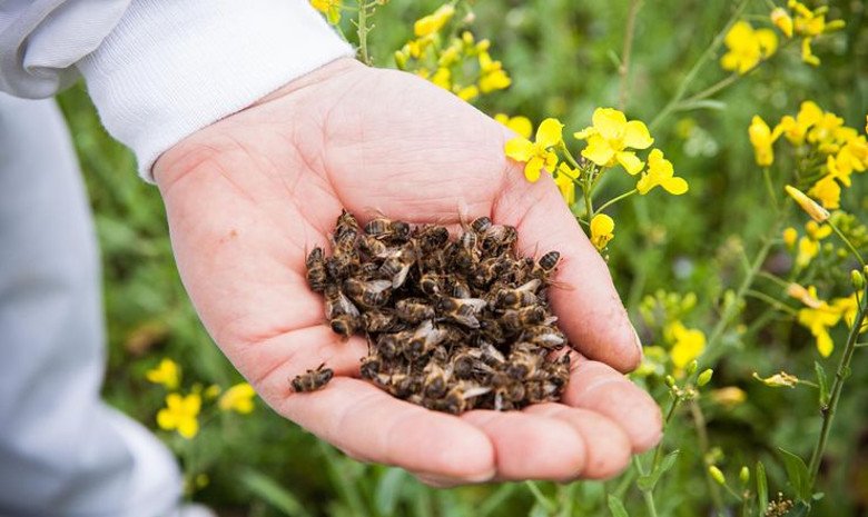 Причастность агрофирм к мору пчел в Золоческом районе не доказана (видео)