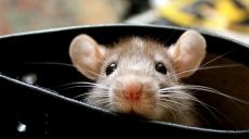 Любителям купания на Харьковщине угрожает опасная болезнь