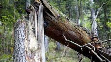Под Харьковом дерево упало на пенсионерку