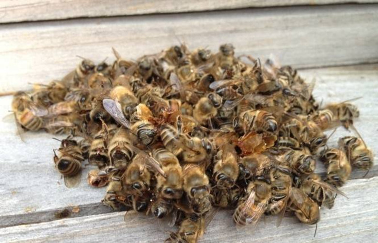 Эксперты: массовая гибель пчел не связана с распылением ядохимикатов