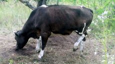 В Харьковской области у крестьян воруют коров (фото)