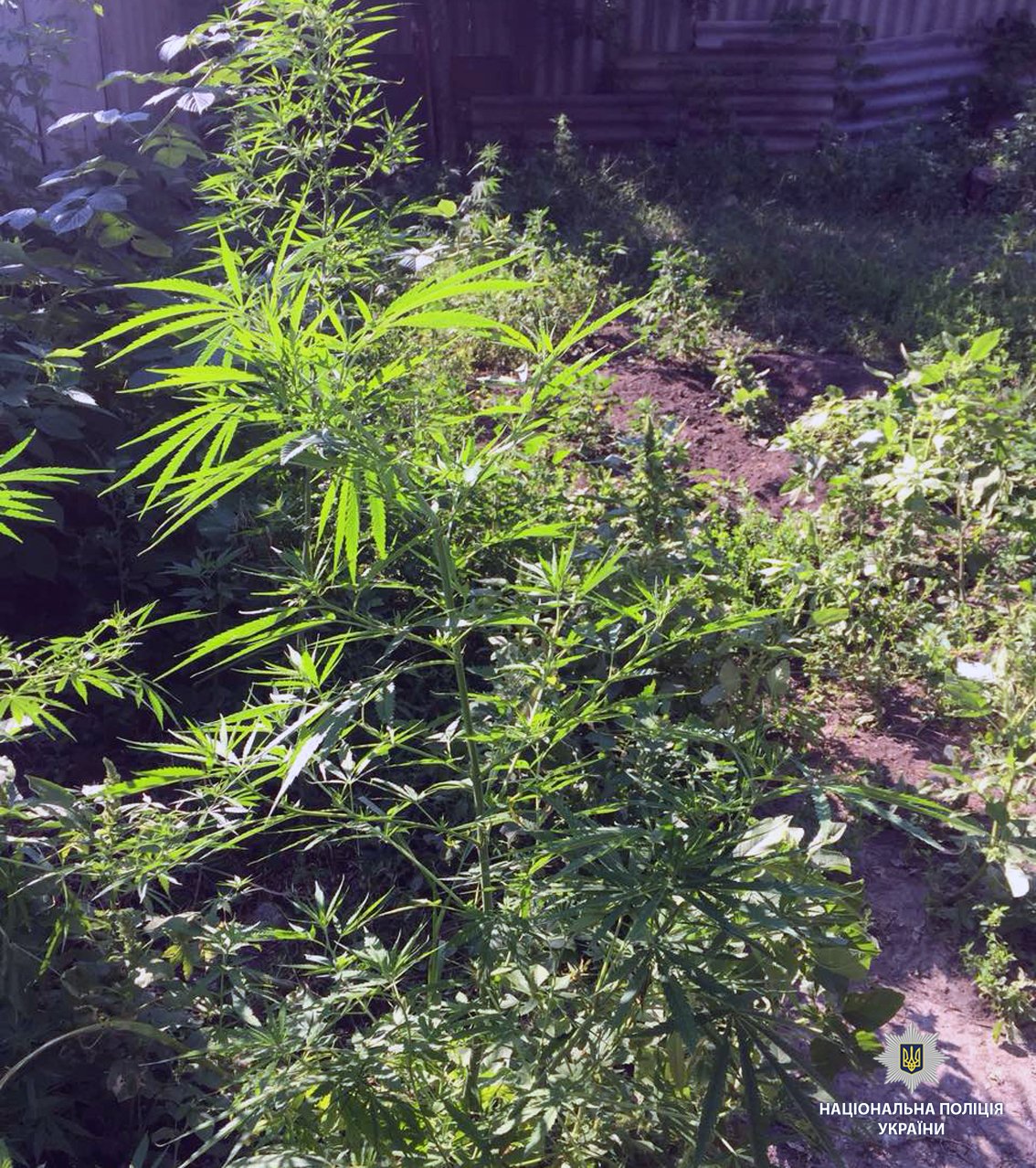 В Харькове у мужчины изъяли более двух сот кустов конопли (фото)