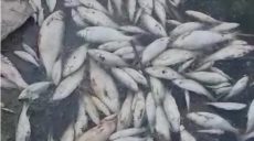 На Рогозянском водохранилище всплыла рыба (видео)