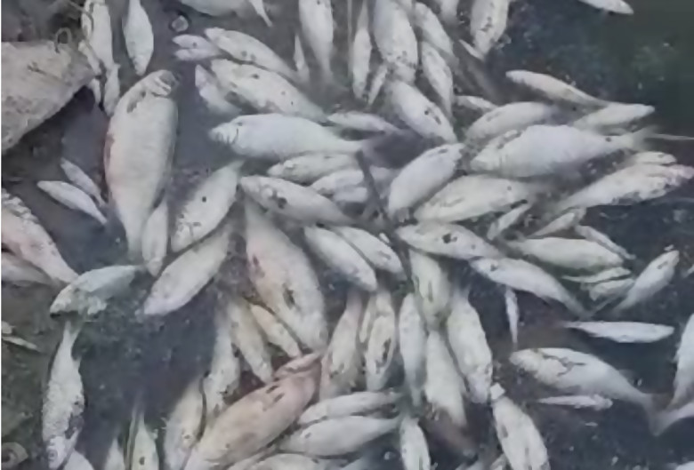 На Рогозянском водохранилище всплыла рыба (видео)