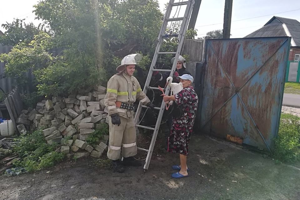 В Харьковской области спасли птенца аиста, который выпал из гнезда (фото, видео)