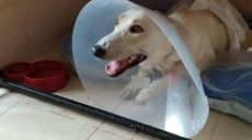 Пес Жорик, которого жестоко избили неизвестные, умер