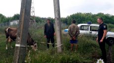В Харьковской области задержали мужчину, который продавал краденую корову (фото)