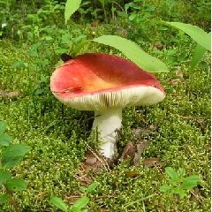 В Харьковской области три человека отравились грибами