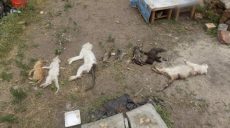В Харькове сотрудники полиции разыскивают причастных к убийству животных из частного приюта (видео)
