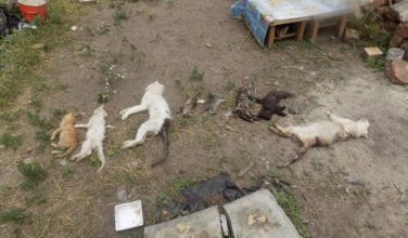 В Харькове сотрудники полиции разыскивают причастных к убийству животных из частного приюта (видео)