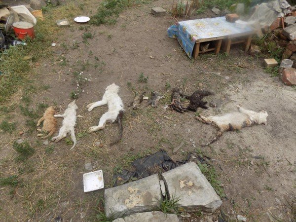 В Харькове сотрудники полиции разыскивают причастных к убийству животных из частного приюта (видео)