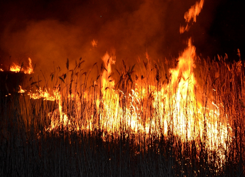 В 2018 году на Харьковщине было меньше лесных пожаров, чем в 2017