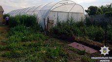 Полиция нашла в теплице сельского жителя 43 куста конопли