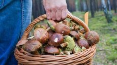 На Харьковщине отдыхающие отравились грибами