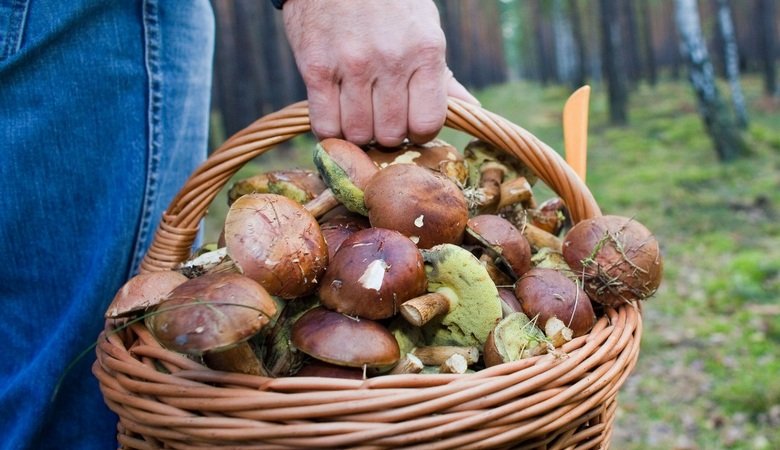 На Харьковщине отдыхающие отравились грибами