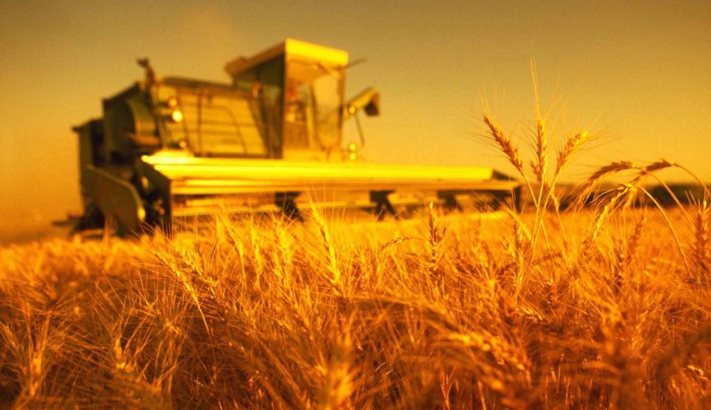 Дефицит хлеба Харьковшине не грозит, в регионе полностью сформирован запас пшеницы (видео)