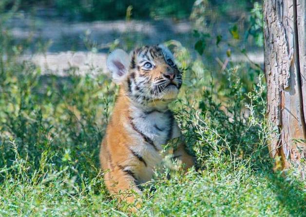 В Харькове родились амурские тигрята (фото)