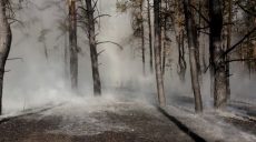 На Харьковщине горел хвойный лес