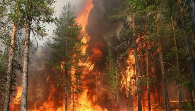 За сутки на Харьковщине произошло 58 пожаров в экосистемах