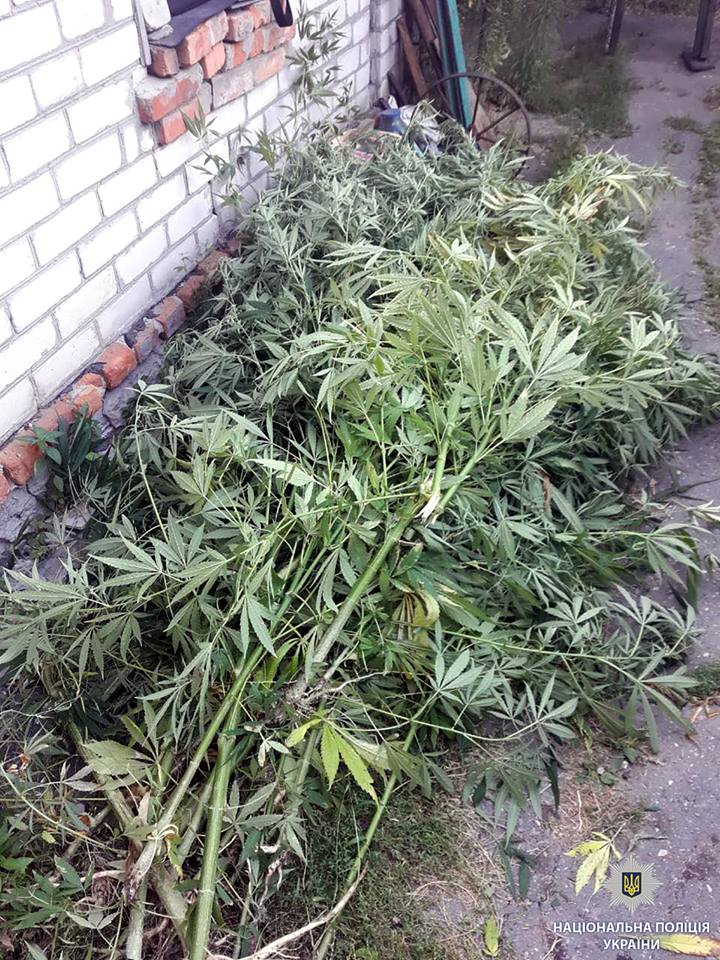 В Харькове мужчина выращивал во дворе дома коноплю