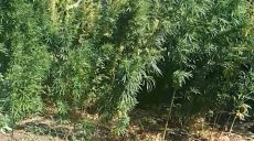 Под Харьковом изъяли более 200 кустов конопли (фото)