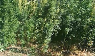 Под Харьковом изъяли более 200 кустов конопли (фото)