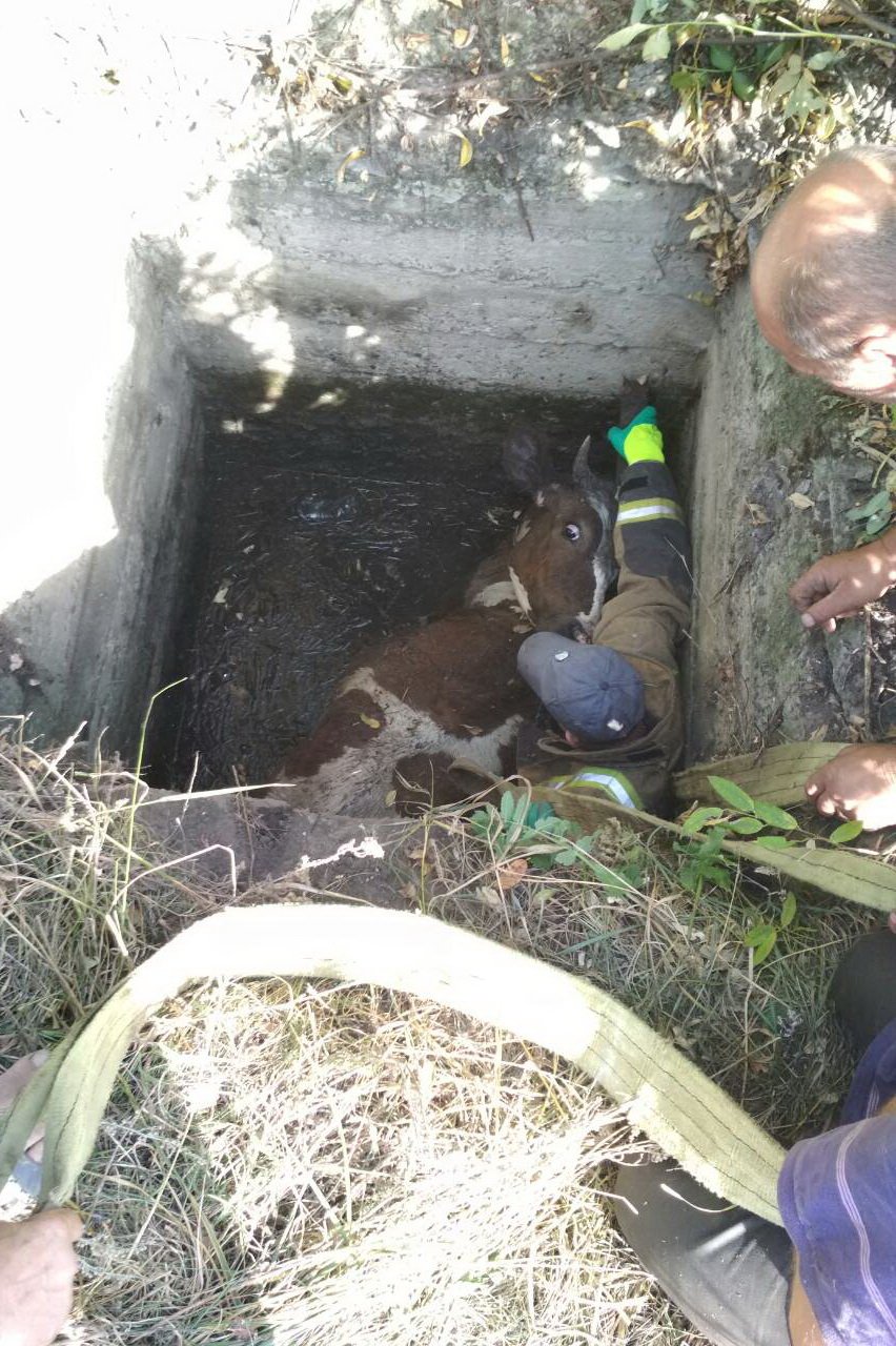 Под Харьковом спасатели вытянули из ямы корову (фото)