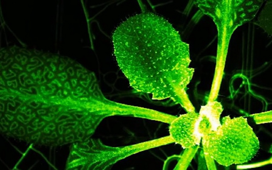 Растения имеют аналог нервной системы, как у животных