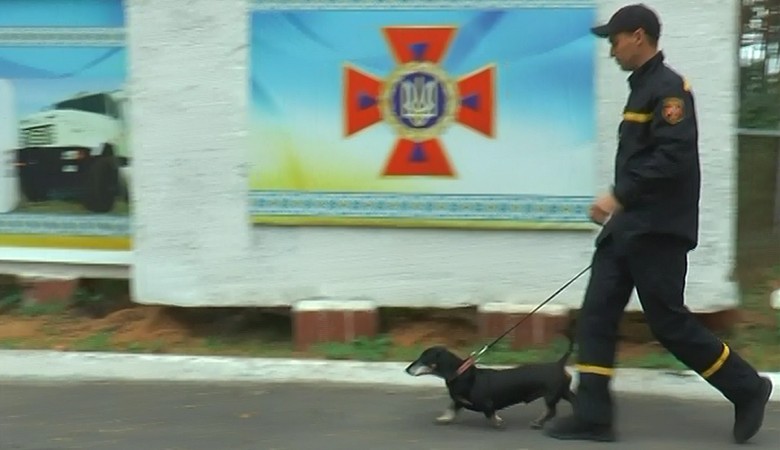 Единственная в Европе такса-спасатель Крис вернулась с международных соревнований (видео)