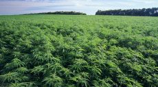 Харьковчанка в промышленном масштабе выращивала коноплю: прокуратура предъявила ей обвинение