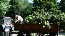 Сегодня в Харькове упало шесть деревьев — горсовет