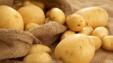 В Украине будет много картофеля — прогноз