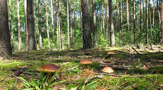 В Дергачах чиновники незаконно передали гражданам участки леса