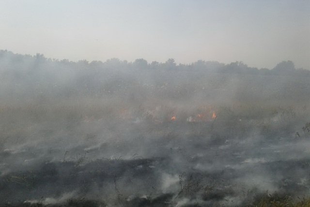 Продолжается ликвидация очагов масштабного лесного пожара на Харьковщине