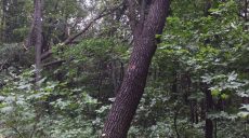 Под Харьковом мужчина незаконно рубил деревья (фото)