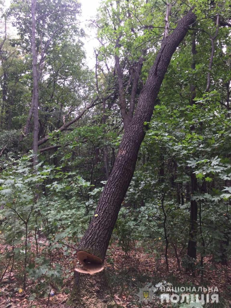 Под Харьковом мужчина незаконно рубил деревья (фото)