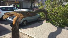 От сегодняшнего ветра в Харькове упало несколько деревьев (фото)